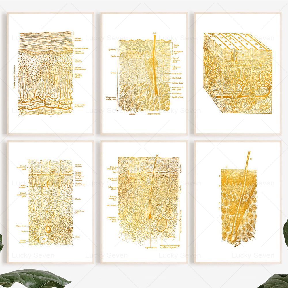 Skin Care Anatomy Posters Diss - Skincare Ls recension och pris