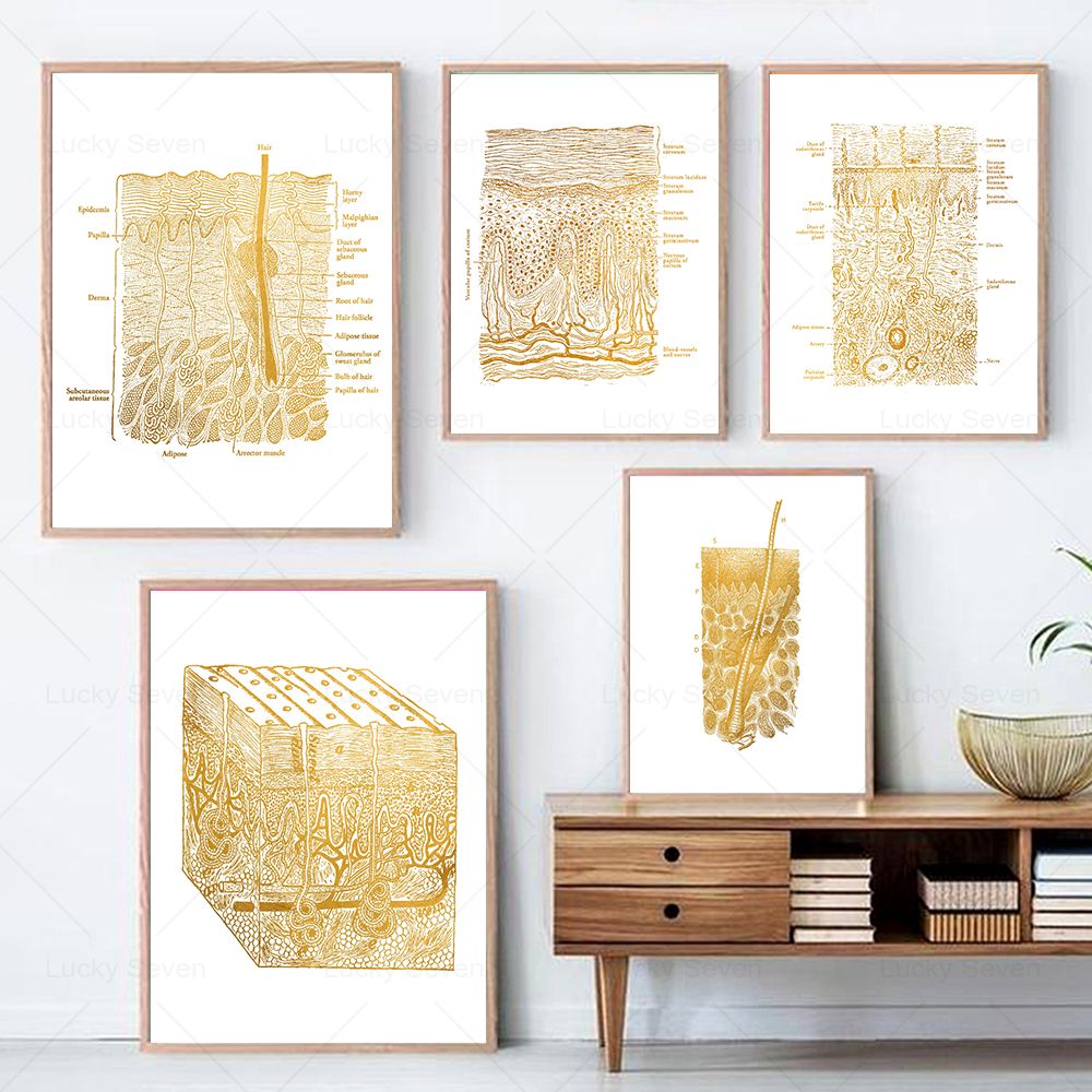 Skin Care Anatomy Posters Diss - Skincare Ls recension och pris
