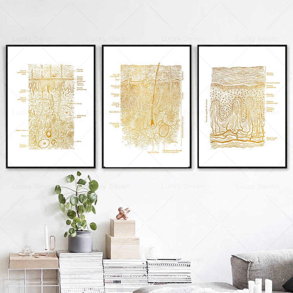 Skin Care Anatomy Posters Diss - Skincare Ls recension och pris